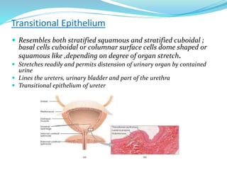 Transitional Epithelium
 Resembles both stratified squamous and stratified cuboidal ;
basal cells cuboidal or columnar surface cells dome shaped or
squamous like ,depending on degree of organ stretch.
 Stretches readily and permits distension of urinary organ by contained
urine
 Lines the ureters, urinary bladder and part of the urethra
 Transitional epithelium of ureter
 