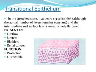 Transitional Epithelium
 In the stretched state, it appears 2-3 cells thick (although
the actual number of layers remains constant) and the
intermediate and surface layers are extremely flattened.
PRESENT IN:
 Urethra
 Ureters
 Bladders
 Renal calyces
FUNCTION:
 Protection
 Distensible
 