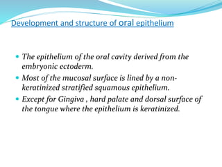Development and structure of oral epithelium
 The epithelium of the oral cavity derived from the
embryonic ectoderm.
 Most of the mucosal surface is lined by a non-
keratinized stratified squamous epithelium.
 Except for Gingiva , hard palate and dorsal surface of
the tongue where the epithelium is keratinized.
 