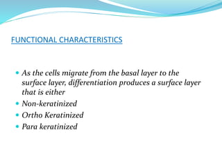 FUNCTIONAL CHARACTERISTICS
 As the cells migrate from the basal layer to the
surface layer, differentiation produces a surface layer
that is either
 Non-keratinized
 Ortho Keratinized
 Para keratinized
 