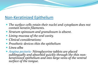 Non-Keratinized Epithelium
 The surface cells retain their nuclei and cytoplasm does not
contain keratin filaments.
 Stratum spinosum and granulosum is absent.
 Lining mucosa of the oral cavity.
 Clinical considerations:
 Prosthetic devices thin the epithelium
 Linea alba
 Angina pectoris- Nitroglycerine tablets are placed
sublingually and absorbed quickly through the thin non-
keratinized epithelium and into large veins of the ventral
surface of the tongue.
 