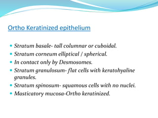 Ortho Keratinized epithelium
 Stratum basale- tall columnar or cuboidal.
 Stratum corneum elliptical / spherical.
 In contact only by Desmosomes.
 Stratum granulosum- flat cells with keratohyaline
granules.
 Stratum spinosum- squamous cells with no nuclei.
 Masticatory mucosa-Ortho keratinized.
 