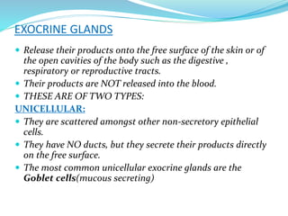 EXOCRINE GLANDS
 Release their products onto the free surface of the skin or of
the open cavities of the body such as the digestive ,
respiratory or reproductive tracts.
 Their products are NOT released into the blood.
 THESE ARE OF TWO TYPES:
UNICELLULAR:
 They are scattered amongst other non-secretory epithelial
cells.
 They have NO ducts, but they secrete their products directly
on the free surface.
 The most common unicellular exocrine glands are the
Goblet cells(mucous secreting)
 