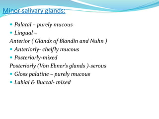 Minor salivary glands:
 Palatal – purely mucous
 Lingual –
Anterior ( Glands of Blandin and Nuhn )
 Anteriorly- cheifly mucous
 Posteriorly-mixed
Posteriorly (Von Ebner’s glands )-serous
 Gloss palatine – purely mucous
 Labial & Buccal- mixed
 