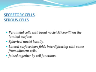 SECRETORY CELLS
SEROUS CELLS
 Pyramidal cells with basal nuclei Microvilli on the
luminal surface.
 Spherical nuclei basally.
 Lateral surface have folds interdigitating with same
from adjacent cells.
 Joined together by cell junctions.
 