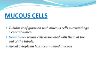 MUCOUS CELLS
 Tubular configuration with mucous cells surroundings
a central lumen.
 Demi Lune- serous cells associated with them at the
end of the tubule.
 Apical cytoplasm has accumulated mucous
 