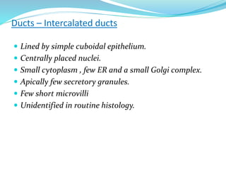 Ducts – Intercalated ducts
 Lined by simple cuboidal epithelium.
 Centrally placed nuclei.
 Small cytoplasm , few ER and a small Golgi complex.
 Apically few secretory granules.
 Few short microvilli
 Unidentified in routine histology.
 