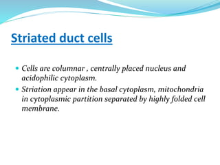 Striated duct cells
 Cells are columnar , centrally placed nucleus and
acidophilic cytoplasm.
 Striation appear in the basal cytoplasm, mitochondria
in cytoplasmic partition separated by highly folded cell
membrane.
 