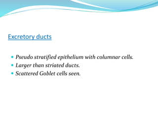 Excretory ducts
 Pseudo stratified epithelium with columnar cells.
 Larger than striated ducts.
 Scattered Goblet cells seen.
 