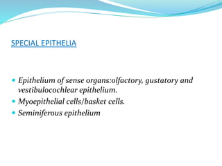 SPECIAL EPITHELIA
 Epithelium of sense organs:olfactory, gustatory and
vestibulocochlear epithelium.
 Myoepithelial cells/basket cells.
 Seminiferous epithelium
 