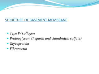 STRUCTURE OF BASEMENT MEMBRANE
 Type IV collagen
 Proteoglycan (heparin and chondroitin sulfate)
 Glycoprotein
 Fibronectin
 