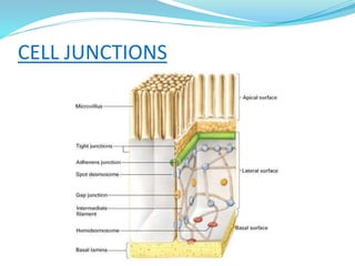 CELL JUNCTIONS
 