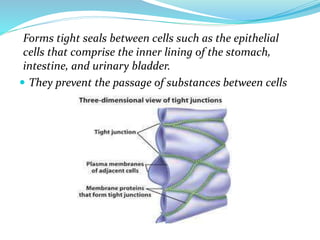 Forms tight seals between cells such as the epithelial
cells that comprise the inner lining of the stomach,
intestine, and urinary bladder.
 They prevent the passage of substances between cells
 