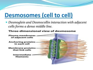 Desmosomes (cell to cell)
 Desmoglein and Desmocollin interaction with adjacent
cells forms a dense middle line.
 