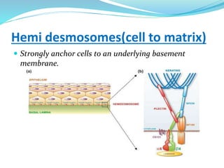Hemi desmosomes(cell to matrix)
 Strongly anchor cells to an underlying basement
membrane.
 