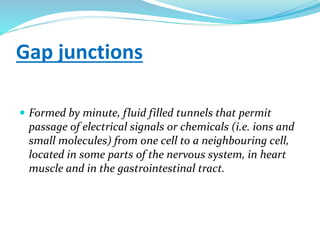 Gap junctions
 Formed by minute, fluid filled tunnels that permit
passage of electrical signals or chemicals (i.e. ions and
small molecules) from one cell to a neighbouring cell,
located in some parts of the nervous system, in heart
muscle and in the gastrointestinal tract.
 