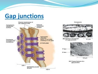 Gap junctions
 