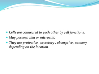  Cells are connected to each other by cell junctions.
 May possess cilia or microvilli.
 They are protective , secretory , absorptive , sensory
depending on the location
 