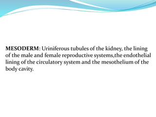 MESODERM: Uriniferous tubules of the kidney, the lining
of the male and female reproductive systems,the endothelial
lining of the circulatory system and the mesothelium of the
body cavity.
 