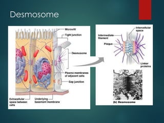 Desmosomes Example Epithelium, naming classification and junctions of epithelial cells. | PPT