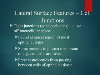 Epithelium, naming classification and junctions of epithelial cells. | PPT
