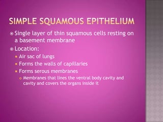 Singlelayer of thin squamous cells resting on
  a basement membrane
 Location:
     Air sac of lungs
     Forms the walls of capillaries
     Forms serous membranes
         Membranes that lines the ventral body cavity and
          cavity and covers the organs inside it
 
