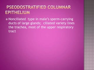  Nonciliated type in male’s sperm-carrying
 ducts of large glands; ciliated variety lines
 the trachea, most of the upper respiratory
 tract
 