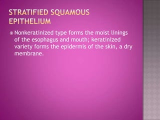  Nonkeratinized type forms the moist linings
 of the esophagus and mouth; keratinized
 variety forms the epidermis of the skin, a dry
 membrane.
 