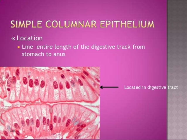 Epithelium tissue