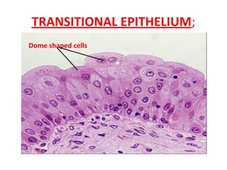 Transitional Shape Epithilial Tissues,HISTOLOGY,MBBS,1ST YEAR | PDF