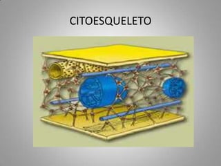 CITOESQUELETO
 