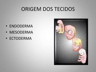 ORIGEM DOS TECIDOS

• ENDODERMA
• MESODERMA
• ECTODERMA
 