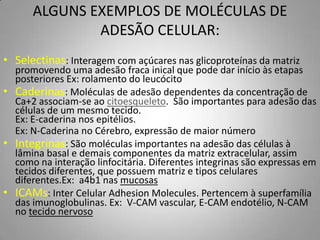 ALGUNS EXEMPLOS DE MOLÉCULAS DE
              ADESÃO CELULAR:
• Selectinas: Interagem com açúcares nas glicoproteínas da matriz
  promovendo uma adesão fraca inical que pode dar início às etapas
  posteriores Ex: rolamento do leucócito
• Caderinas: Moléculas de adesão dependentes da concentração de
  Ca+2 associam-se ao citoesqueleto. São importantes para adesão das
  células de um mesmo tecido.
  Ex: E-caderina nos epitélios.
  Ex: N-Caderina no Cérebro, expressão de maior número
• Integrinas: São moléculas importantes na adesão das células à
  lâmina basal e demais componentes da matriz extracelular, assim
  como na interação linfocitária. Diferentes integrinas são expressas em
  tecidos diferentes, que possuem matriz e tipos celulares
  diferentes.Ex: a4b1 nas mucosas
• ICAMs: Inter Celular Adhesion Molecules. Pertencem à superfamília
  das imunoglobulinas. Ex: V-CAM vascular, E-CAM endotélio, N-CAM
  no tecido nervoso
 