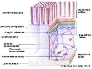 JUNQUEIRA E CARNEIRO, 10ª ED.
 