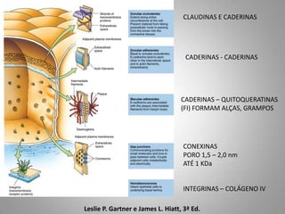 CLAUDINAS E CADERINAS




                                    CADERINAS - CADERINAS




                                   CADERINAS – QUITOQUERATINAS
                                   (FI) FORMAM ALÇAS, GRAMPOS




                                   CONEXINAS
                                   PORO 1,5 – 2,0 nm
                                   ATÉ 1 KDa


                                   INTEGRINAS – COLÁGENO IV

Leslie P. Gartner e James L. Hiatt, 3ª Ed.
 