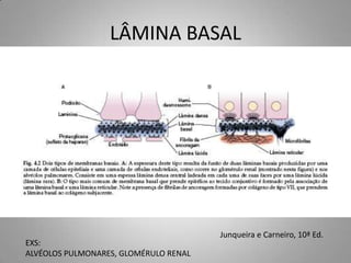 LÂMINA BASAL




                                       Junqueira e Carneiro, 10ª Ed.
EXS:
ALVÉOLOS PULMONARES, GLOMÉRULO RENAL
 