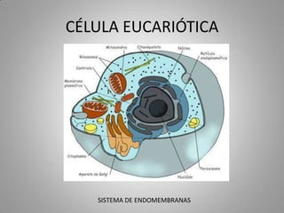 CÉLULA EUCARIÓTICA




   SISTEMA DE ENDOMEMBRANAS
 