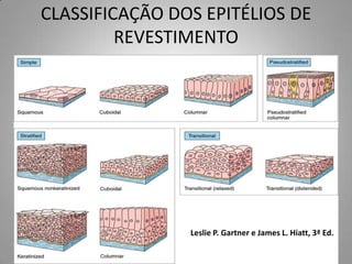 CLASSIFICAÇÃO DOS EPITÉLIOS DE
         REVESTIMENTO




                Leslie P. Gartner e James L. Hiatt, 3ª Ed.
 