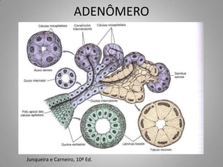 ADENÔMERO




Junqueira e Carneiro, 10ª Ed.
 
