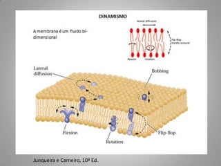 Junqueira e Carneiro, 10ª Ed.
 