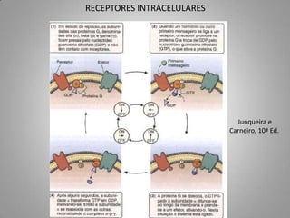 RECEPTORES INTRACELULARES




                              Junqueira e
                            Carneiro, 10ª Ed.
 