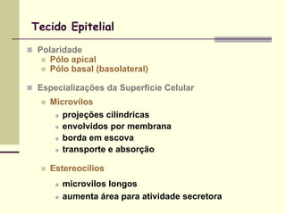 Tecido Epitelial

 Polaridade
      Pólo apical
      Pólo basal (basolateral)

 Especializações da Superfície Celular
      Microvilos
         projeções cilíndricas

         envolvidos por membrana

         borda em escova

         transporte e absorção


      Estereocílios
           microvilos longos
           aumenta área para atividade secretora
 