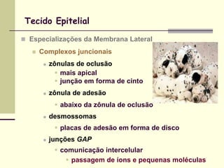 Tecido Epitelial

 Especializações da Membrana Lateral

      Complexos juncionais
           zônulas de oclusão
               mais apical
               junção em forma de cinto
           zônula de adesão
              abaixo da zônula de oclusão
           desmossomas
              placas de adesão em forma de disco
           junções GAP
              comunicação intercelular
                 passagem de íons e pequenas moléculas
 