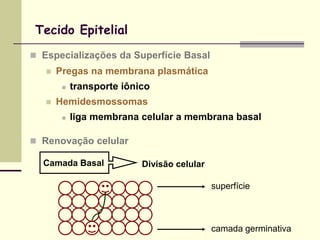 Tecido Epitelial
 Especializações da Superfície Basal
      Pregas na membrana plasmática
           transporte iônico
      Hemidesmossomas
           liga membrana celular a membrana basal

 Renovação celular

  Camada Basal             Divisão celular

                                             superfície



                                             camada germinativa
 