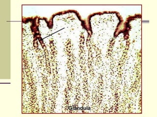 Glândula
 