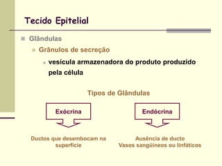 Tecido Epitelial

 Glândulas
     Grânulos de secreção
          vesícula armazenadora do produto produzido
           pela célula


                         Tipos de Glândulas

             Exócrina                     Endócrina



  Ductos que desembocam na             Ausência de ducto
          superfície              Vasos sangüíneos ou linfáticos
 