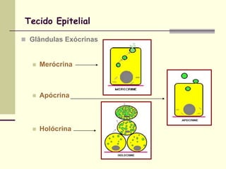 Tecido Epitelial

 Glândulas Exócrinas



      Merócrina



      Apócrina



      Holócrina
 