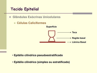 Tecido Epitelial

 Glândulas Exócrinas Unicelulares

      Células Caliciformes
                              Superfície

                                                     Teca

                                                     Região basal
                                                     Lâmina Basal




  • Epitélio cilíndrico pseudoestratificado

  • Epitélio cilíndrico (simples ou estratificado)
 