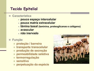 Tecido Epitelial
 Característica
           pouco espaço intercelular
           pouca matriz extracelular
           lâmina basal (laminina, proteoglicanas e colágeno)
           avascular
           não inervado

 Função
      proteção / barreira
      transporte transcelular
      produção de secreção
      permeabilidade seletiva
      termorregulação
      sensitiva
      perpetuação da espécie
 
