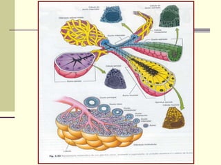 Aula 1 de Histologia : Epitélio 
